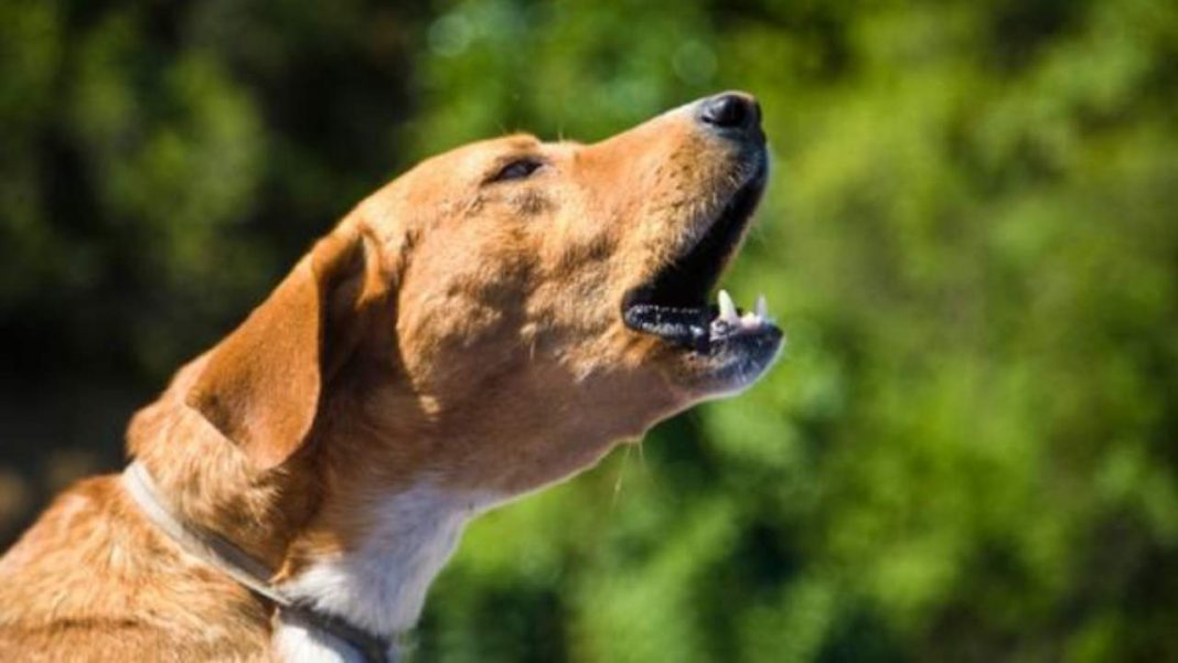 Vicini Che Rompono Per Il Cane