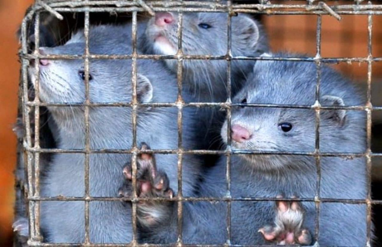 Covid e animali, stop all'allevamento dei visoni in Italia