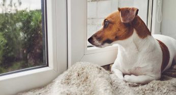 Tre consigli su cosa fare quando si lascia il cane solo a casa