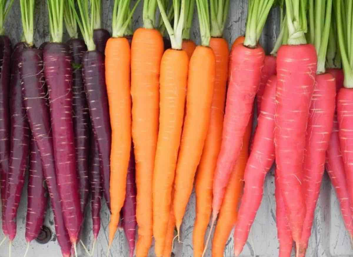 carote di tutti i colori