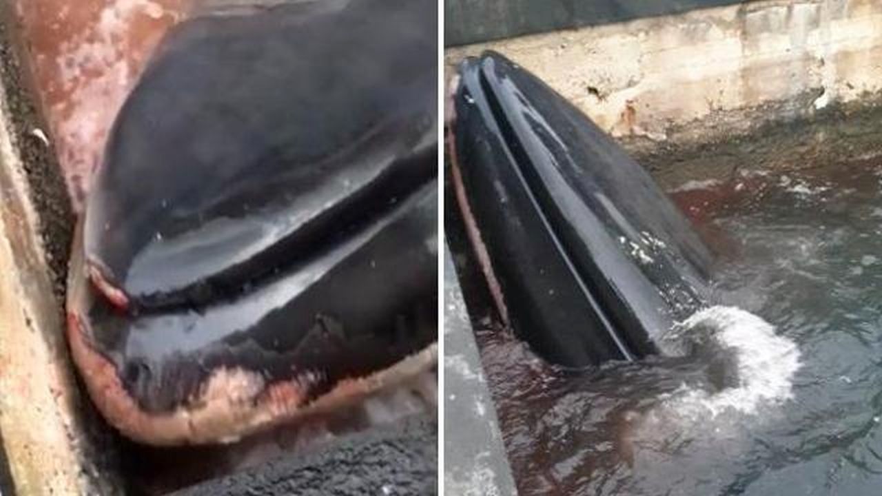 Sorrento, balena bloccata nel porto: la terribile scoperta | VIDEO