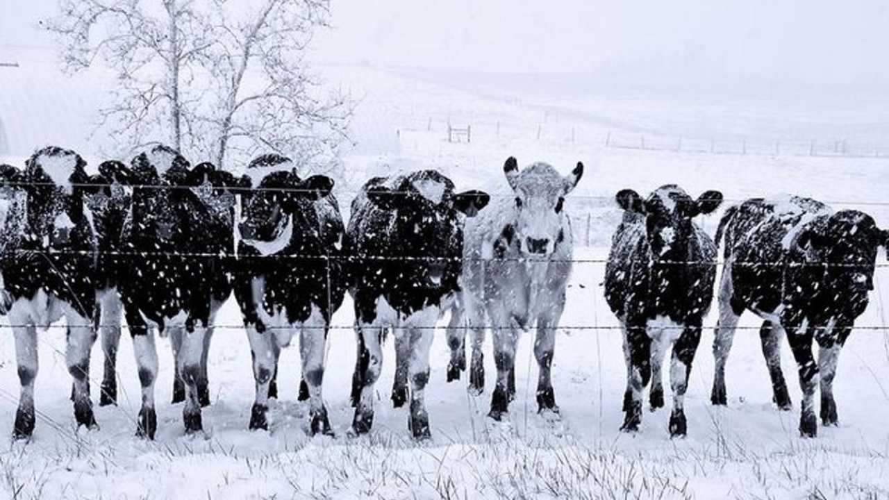 Mucche neve Texas