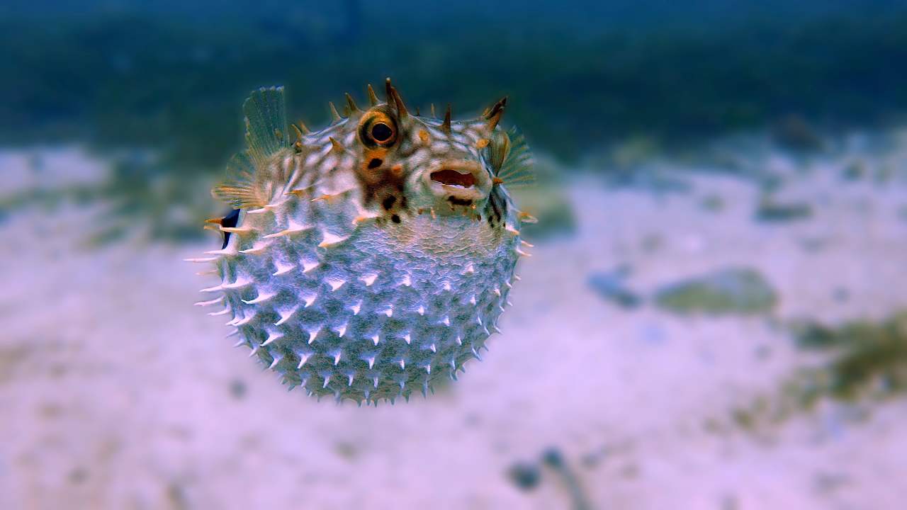 i segni più palloni gonfiati