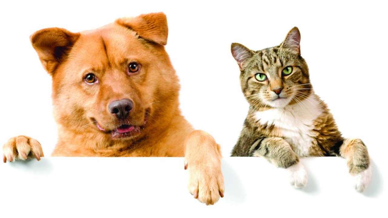 Test cane gatto copertina 24-12-2021
