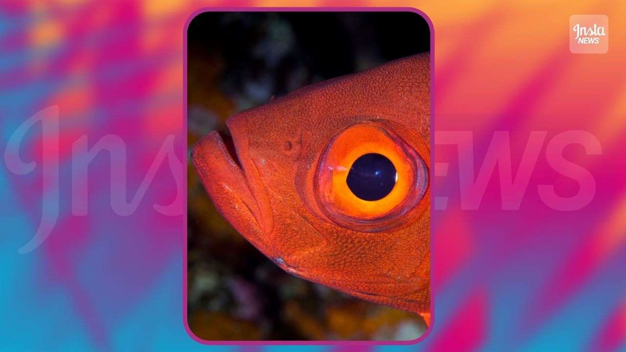 Test pesce rosso copertina 28-03-2022