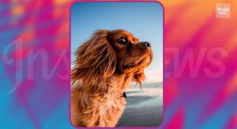 Test logica e ragionamento: quanti chilometri ha percorso il cane?