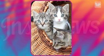 Test: qual è l’età dei gatti di Andrea? Solo un vero genio indovinerà
