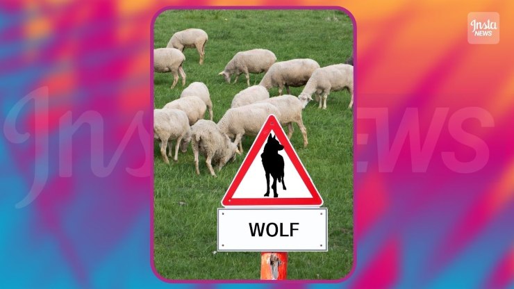 Lupi e pecore