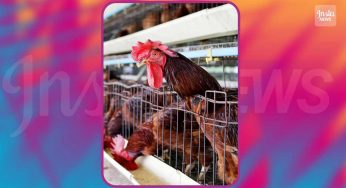 Test logica e ragionamento: qual è il numero delle galline?