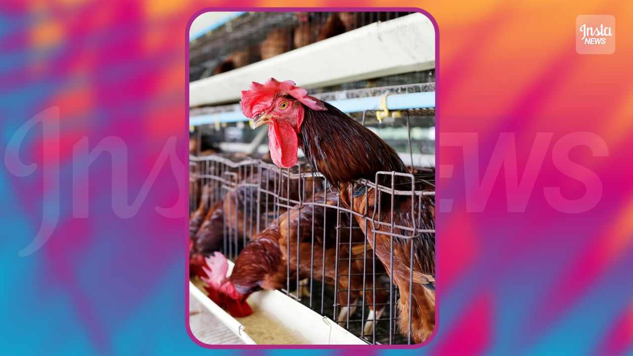 Test galline