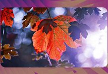 Curiosità autunno