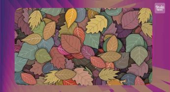 Test, trova l’intruso in mezzo alla natura: l’autunno si colora con le sue foglie!