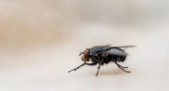 Incubo mosche: come puoi allontanarle senza usare prodotti chimici